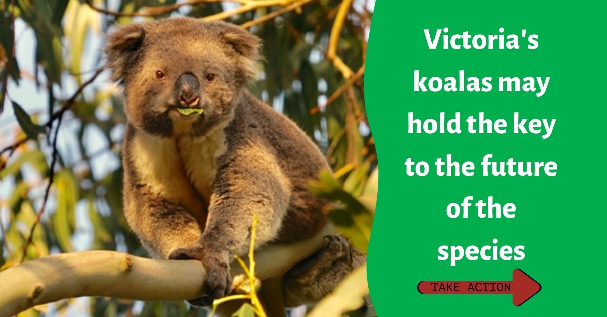 Strzelecki Koala May Hold Key for Species Survival - Friends of