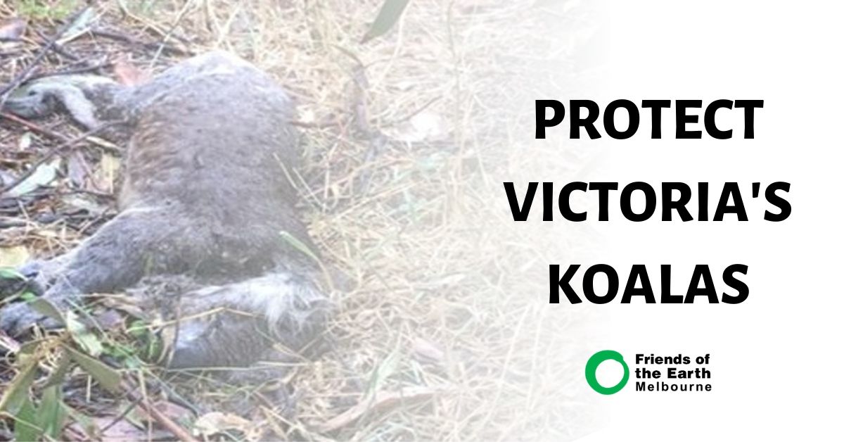 What to do next to protect koalas in VIC Friends of the Earth Australia