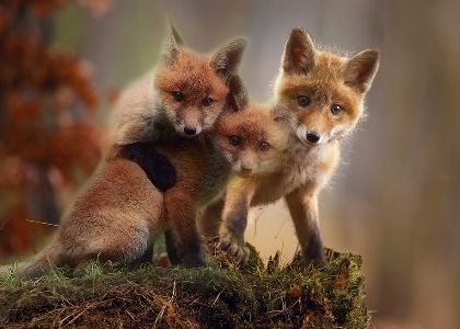 Fox Cubs Fox Cubs
