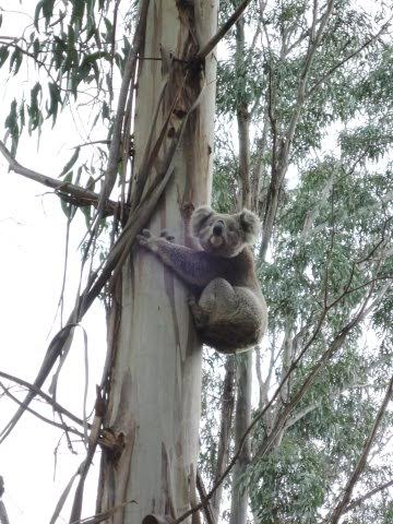 darlimurlakoala.jpg