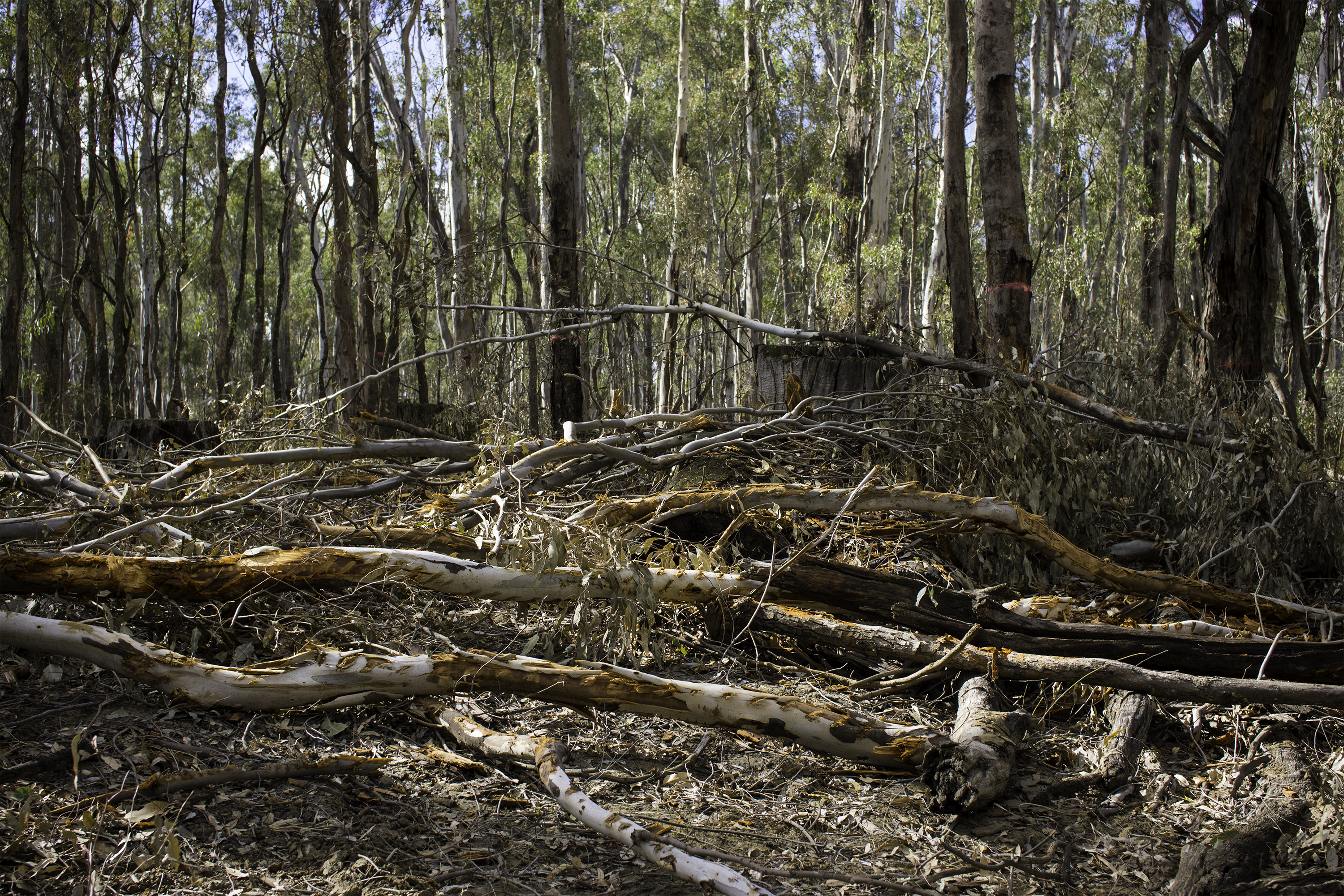 barmah_05161.jpg