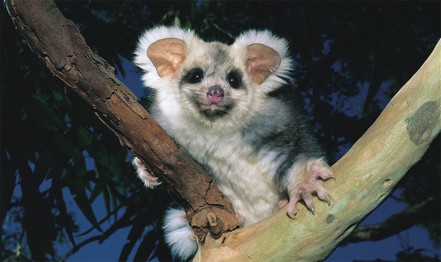 Tanglefoot and Valley of Giants safe for now but logging threatens