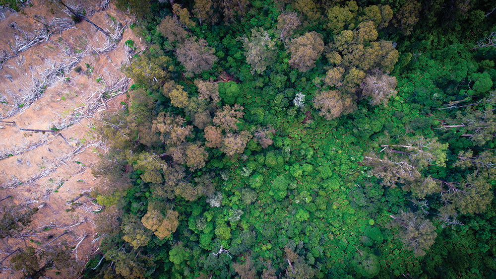 logged-rainforest.jpg