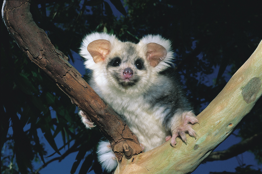 GreaterGlider.jpg