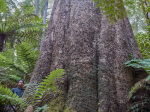 The Kuark Forest is under threat!!