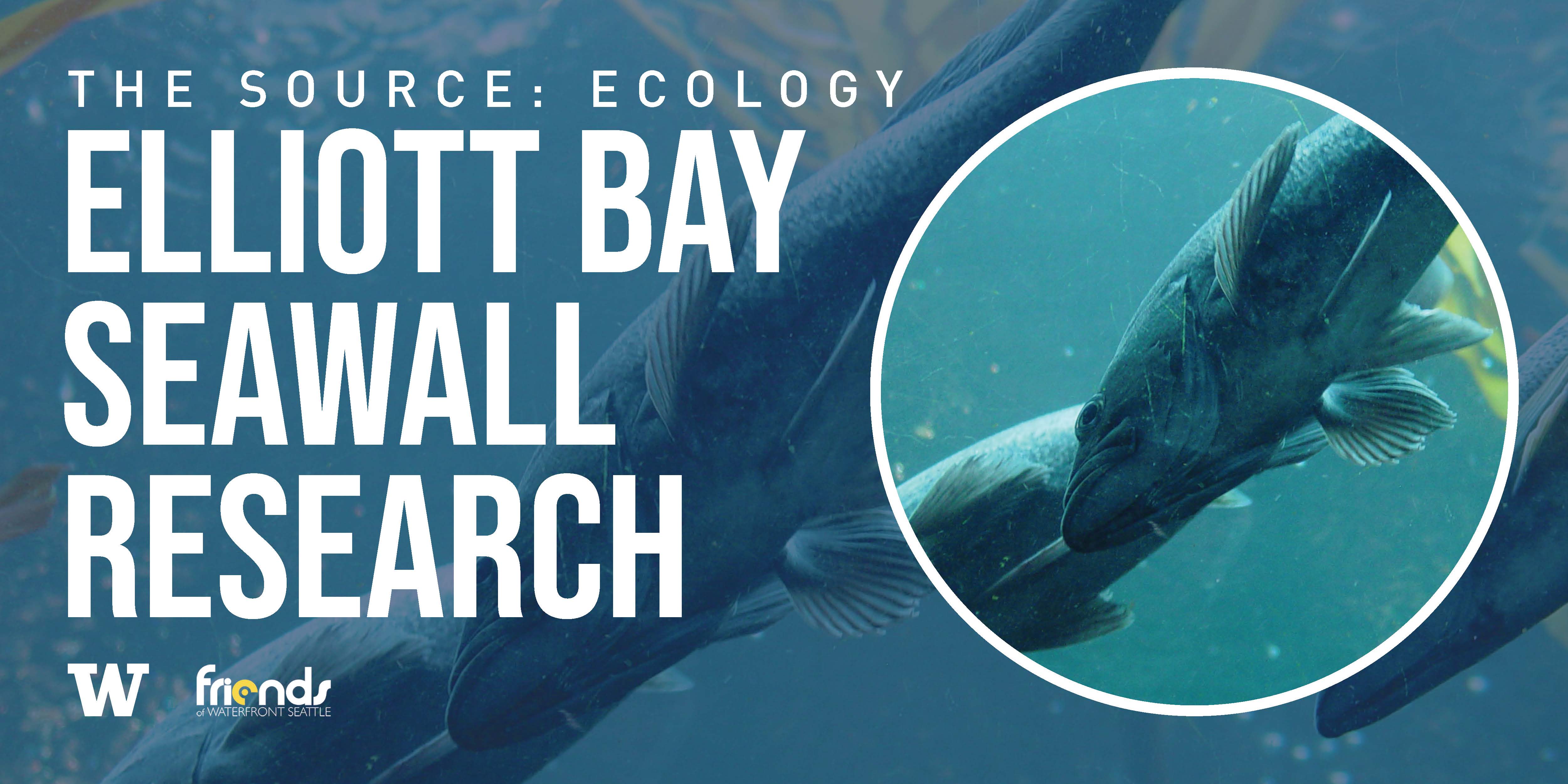 The Source: Ecology - Elliott Bay Seawall Research