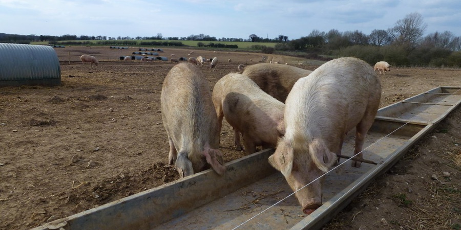 pigs-baby-boomers.jpg