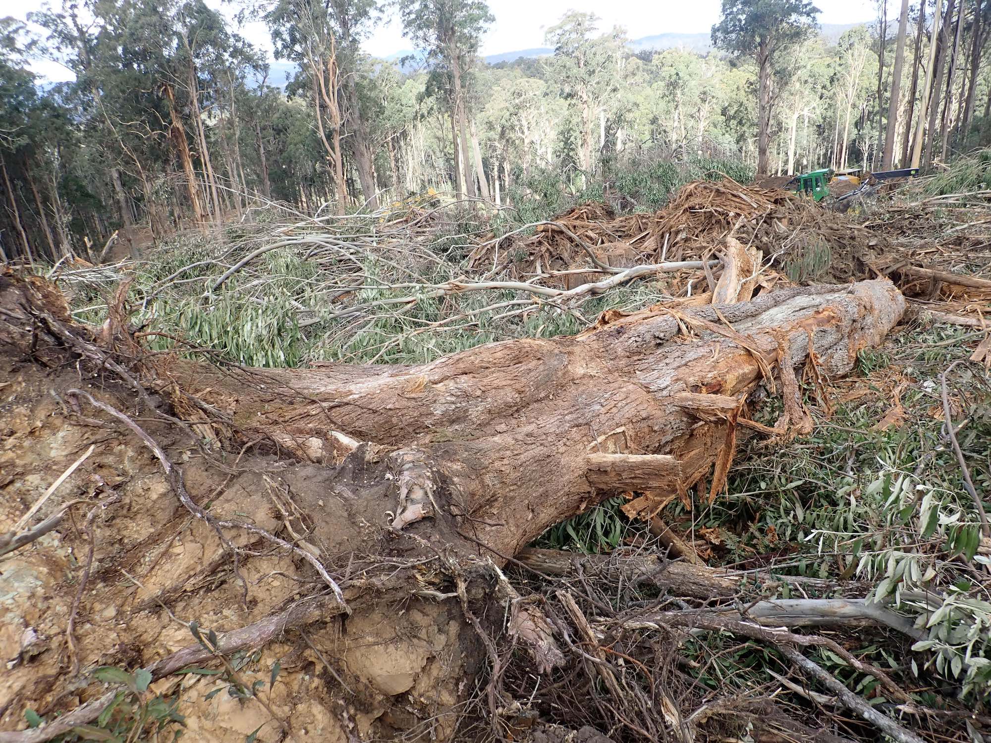 Cottonwood range Greater Glider habitat being logged Goongerah