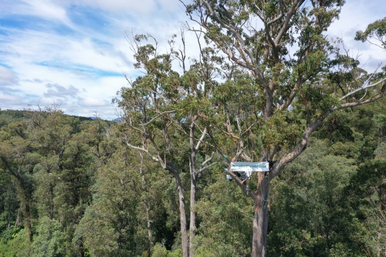 Tree-sit protests in Melbourne's CBD and East Gippsland call for ...