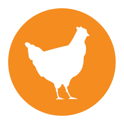 Chicken.png