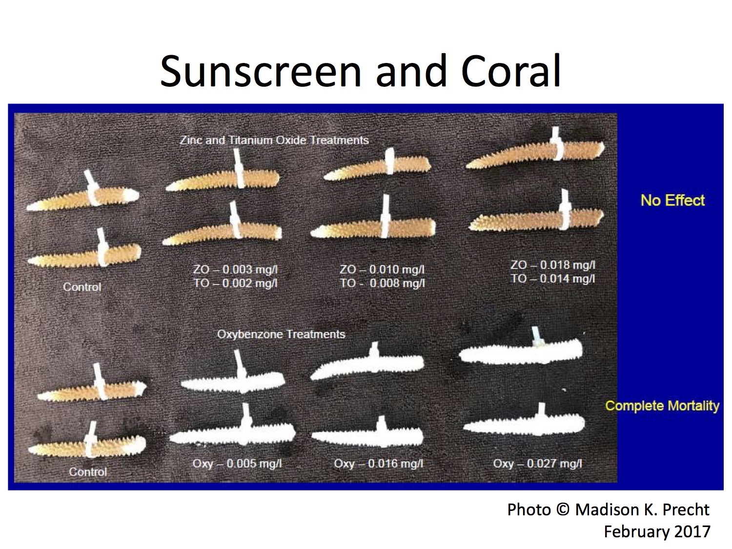 Sunscreen_and_Coral_Madison_Precht_2017.jpg