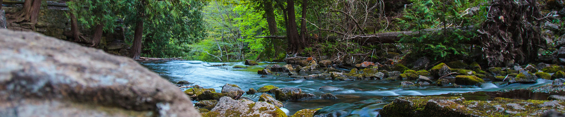 Photo-River-Trees-2012-05-10-Hilton-Falls-030.jpg