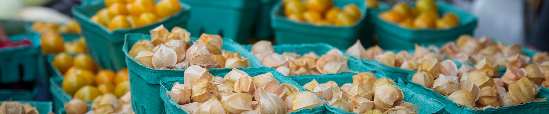 Photo-Ground-Cherries-2014-08-23-Greenbelt-Harvest-Picnic-2014-203.jpg