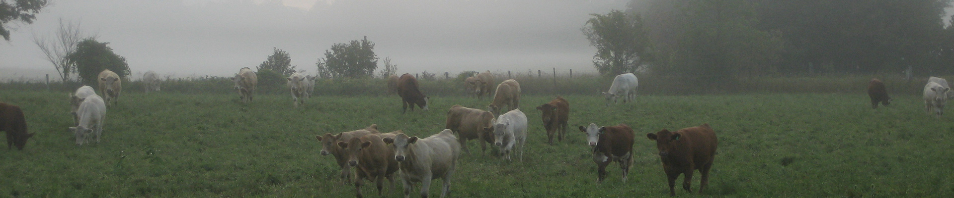 Photo-cattle-fog.jpg