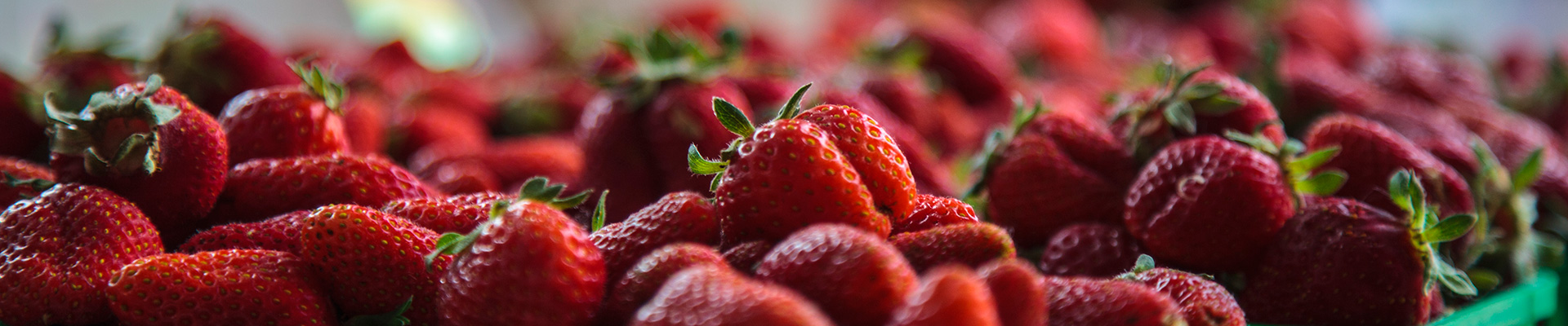 Photo-Strawberries-2012-05-12-13th-Street-Winery-061.jpg