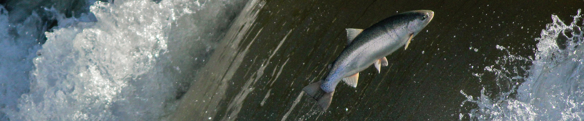 Photo-Fish-Jumping-2014-04-22-Rainbow-Trout---Etienne-Brule-Park-015.jpg