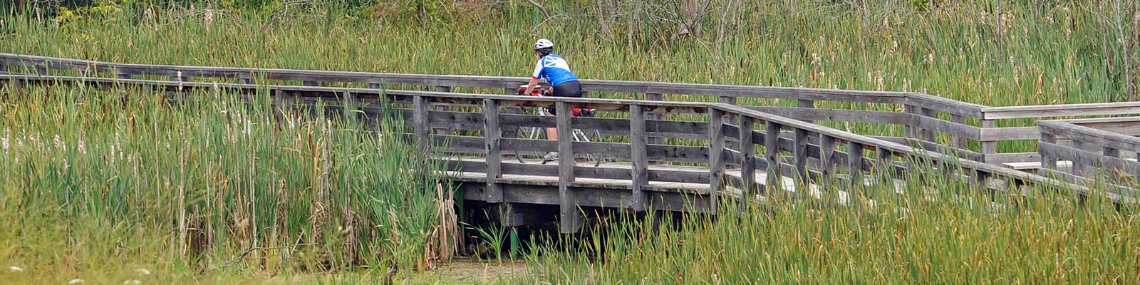 Photo-Cyclist-NokiidaTrail-Wetland-2015-08-18-Great-Waterfront-Trail-Adventure-2015-Greenbelt-Route-Special-Edition_c_Simon-Wilson-237.jpg