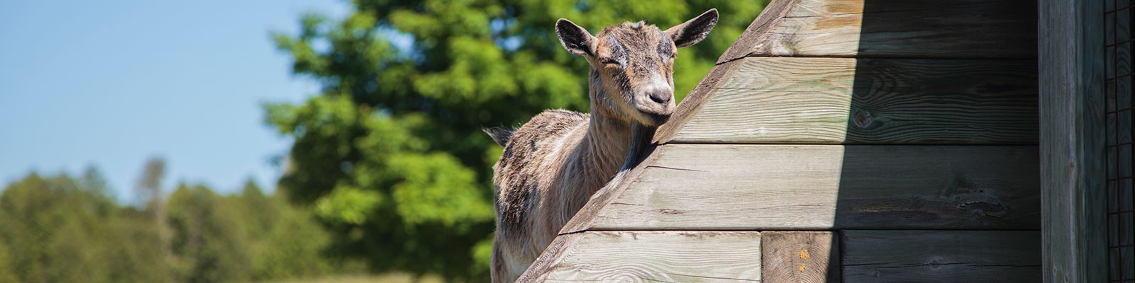 Photo-Goat-2014-06-19-Windreach-Donor-Event-007.jpg