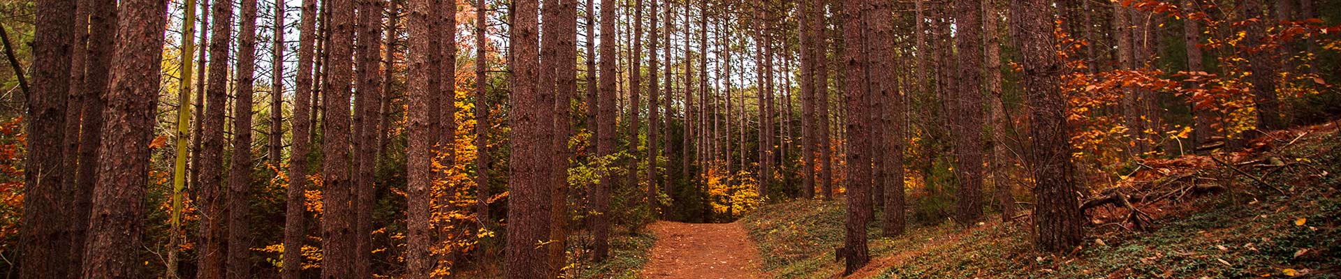 Photo-Forest-Path-Autumn-2012-10-23-GB-Ganaraska-Retreat-043.jpg