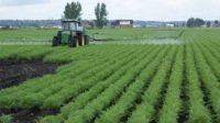 Holland Marsh Hoe-down