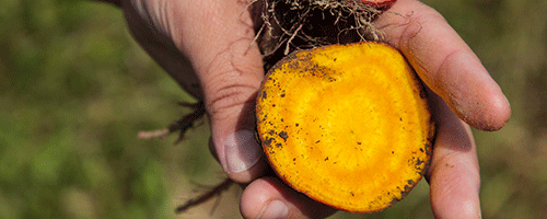 beets.png