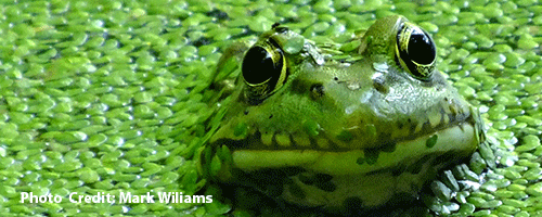 Mark-Williams.png