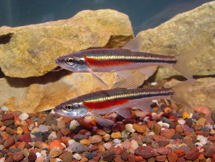 Image_from_Fisheries_and_Oceans_Canada__Photo_credit_K._Schmidt.jpg