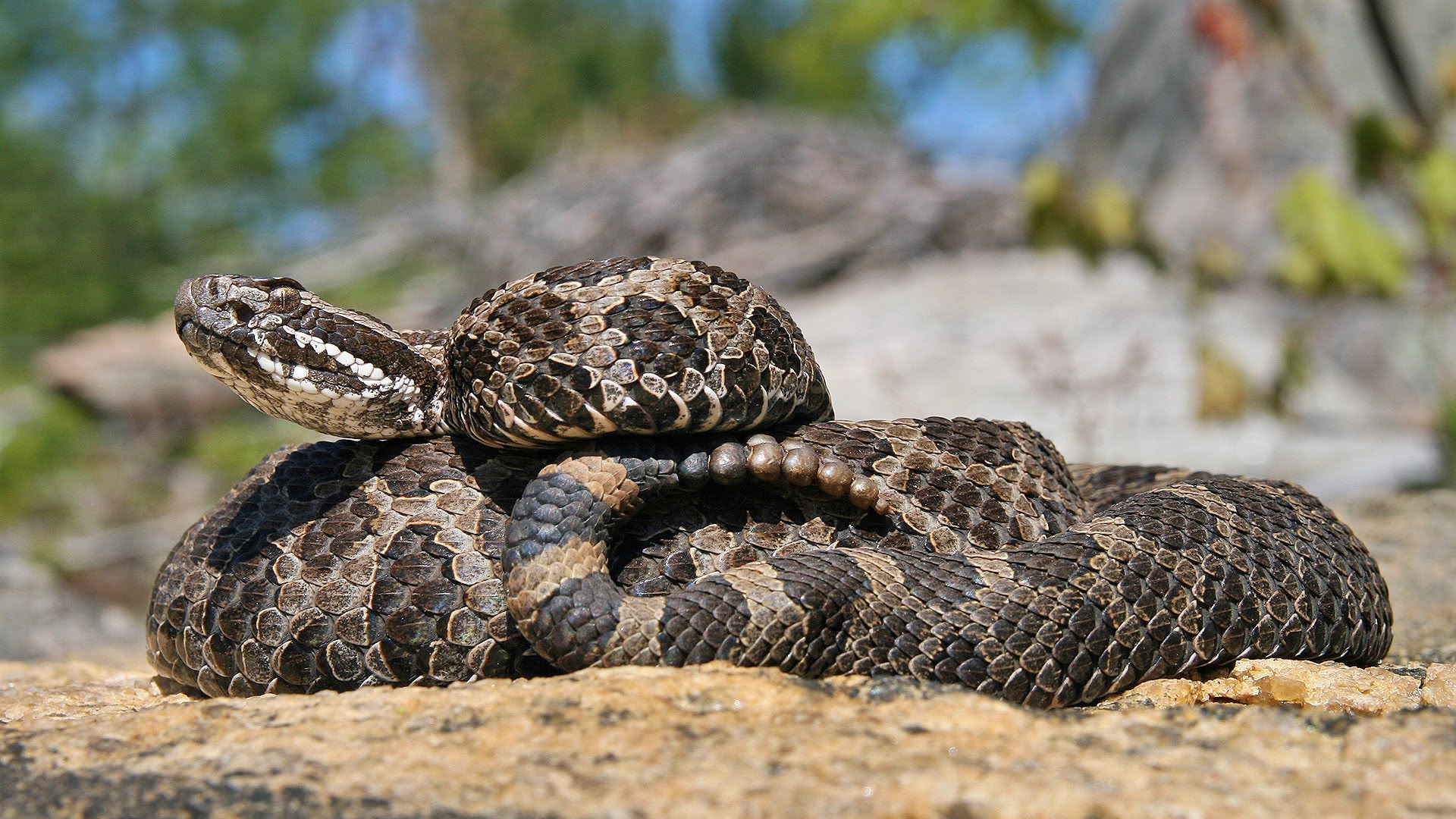 Rattle_snake_youtubr.jpg