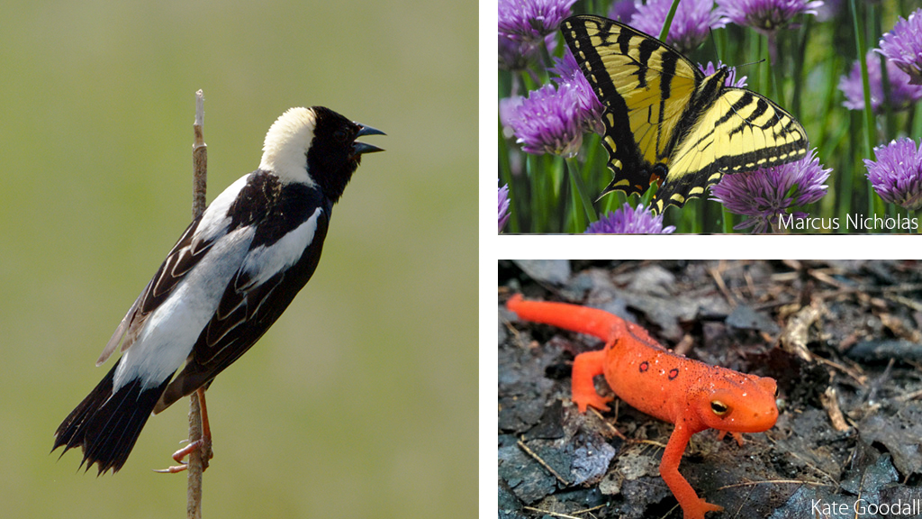 Flower, Butterfly, and Salamander