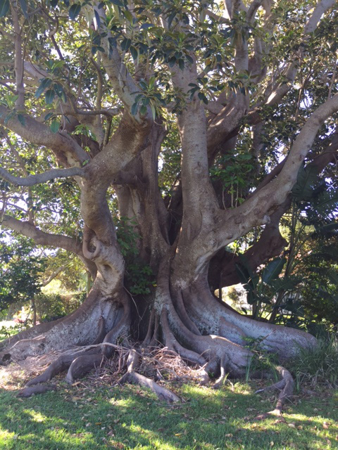 Lennox-Head-Morton-Bay-Fig-tree-removal-sparks-protest1-Jenny-Gridlington.jpg