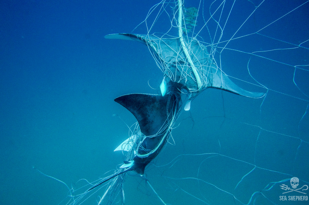 SeaShepherd14Dec172Rays_caught_Lennox_shark_net.jpg