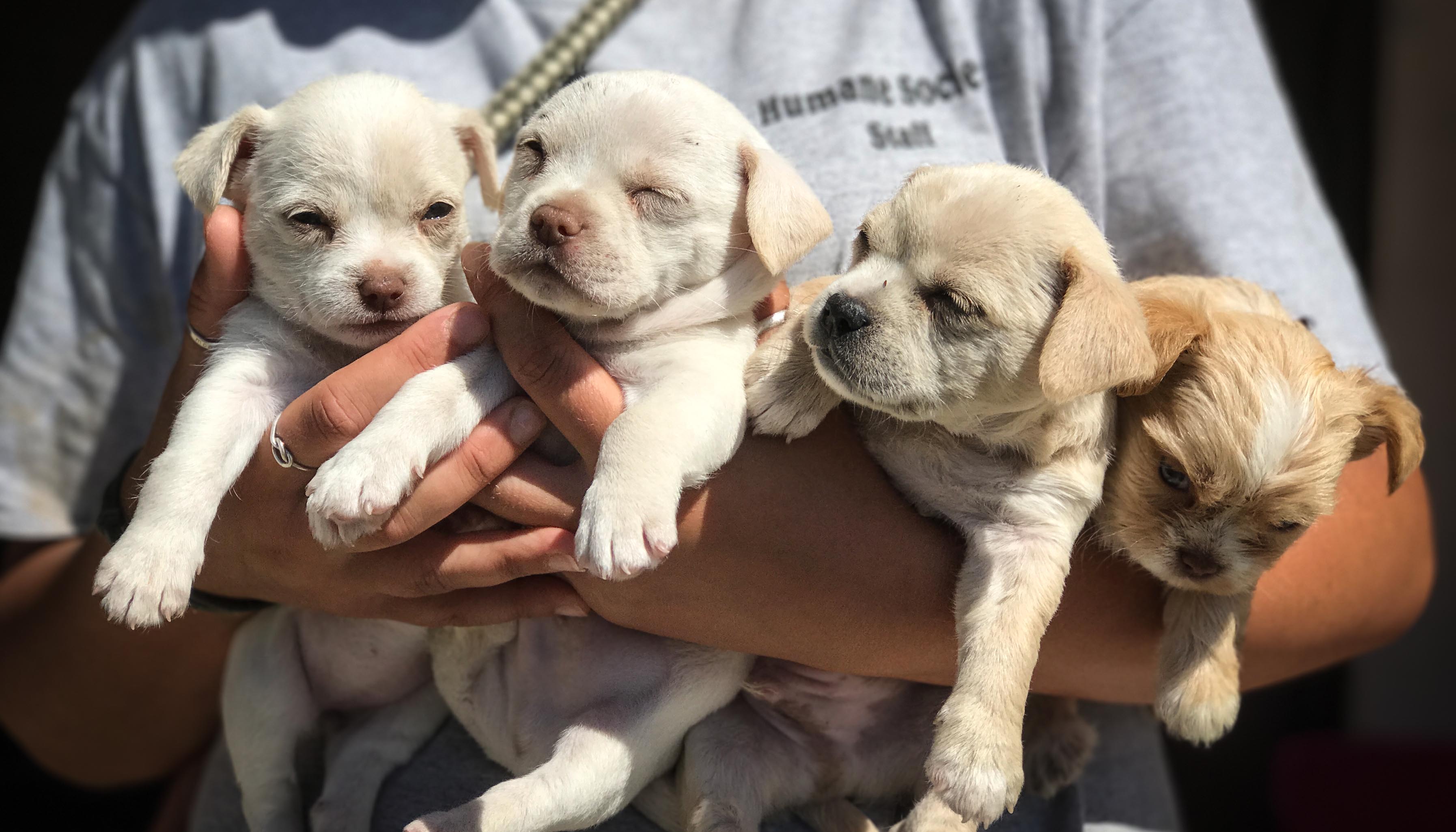 PUPPIES! fdf.puppy.short.jpg