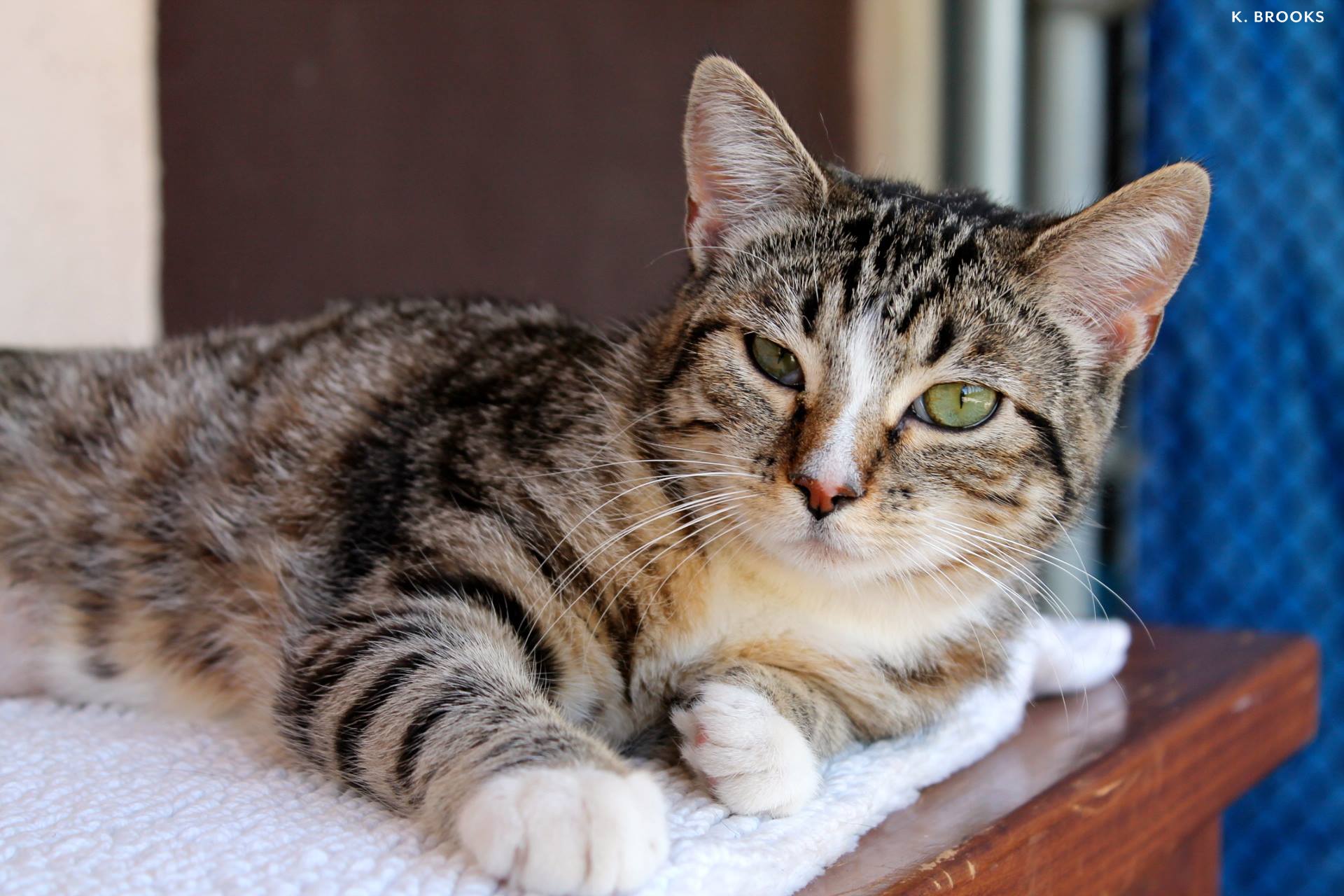 Humane Society of Ventura County Animal Rescue, Pet Rescue, Dog