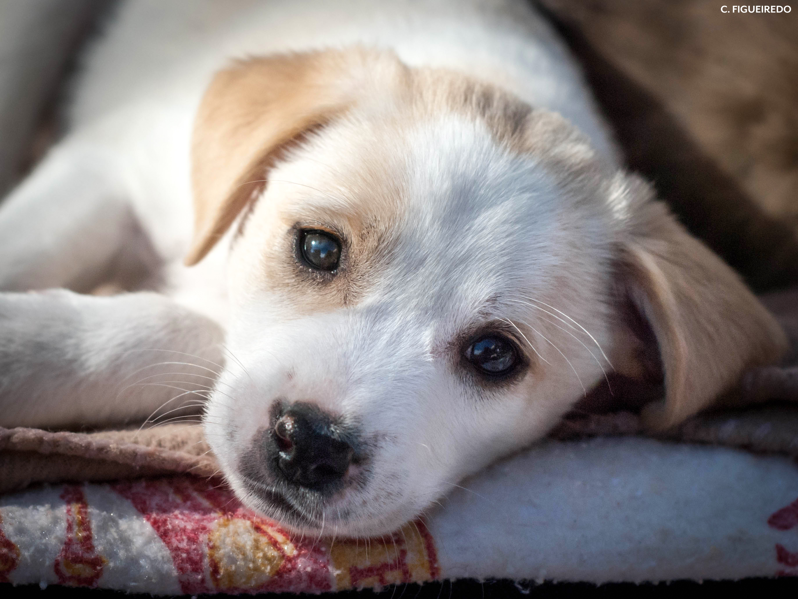 Protecting You And Your Animals Humane Society Of Ventura County Protecting You And Your Animals Humane Society Of Ventura County