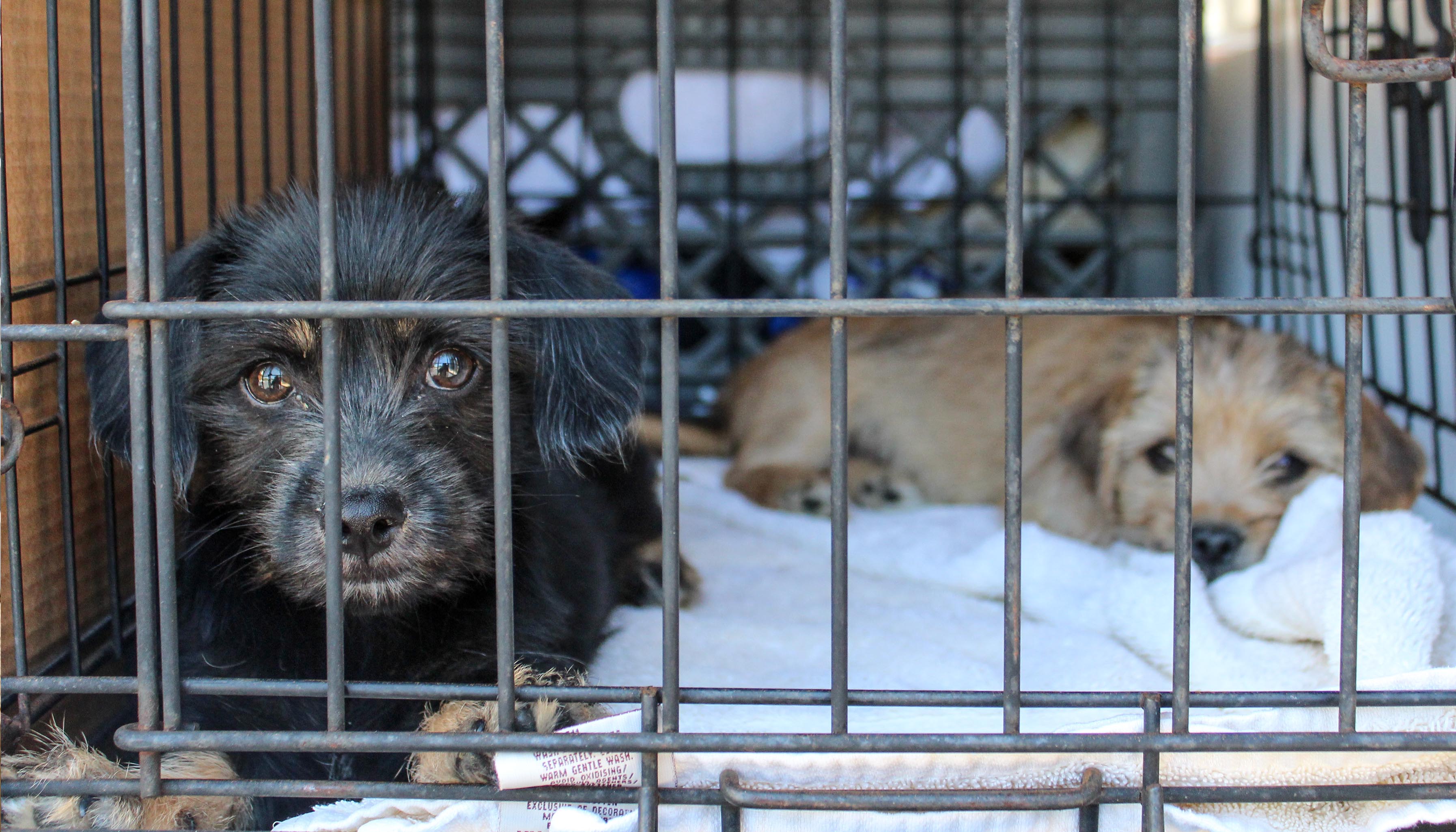 Support Animal Rescue in Ventura County! Humane Society of Ventura County