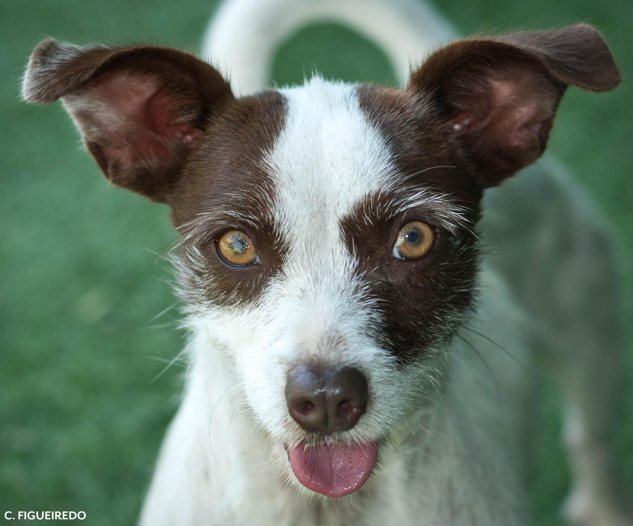 Pet Of The Week Betty Humane Society Of Ventura County