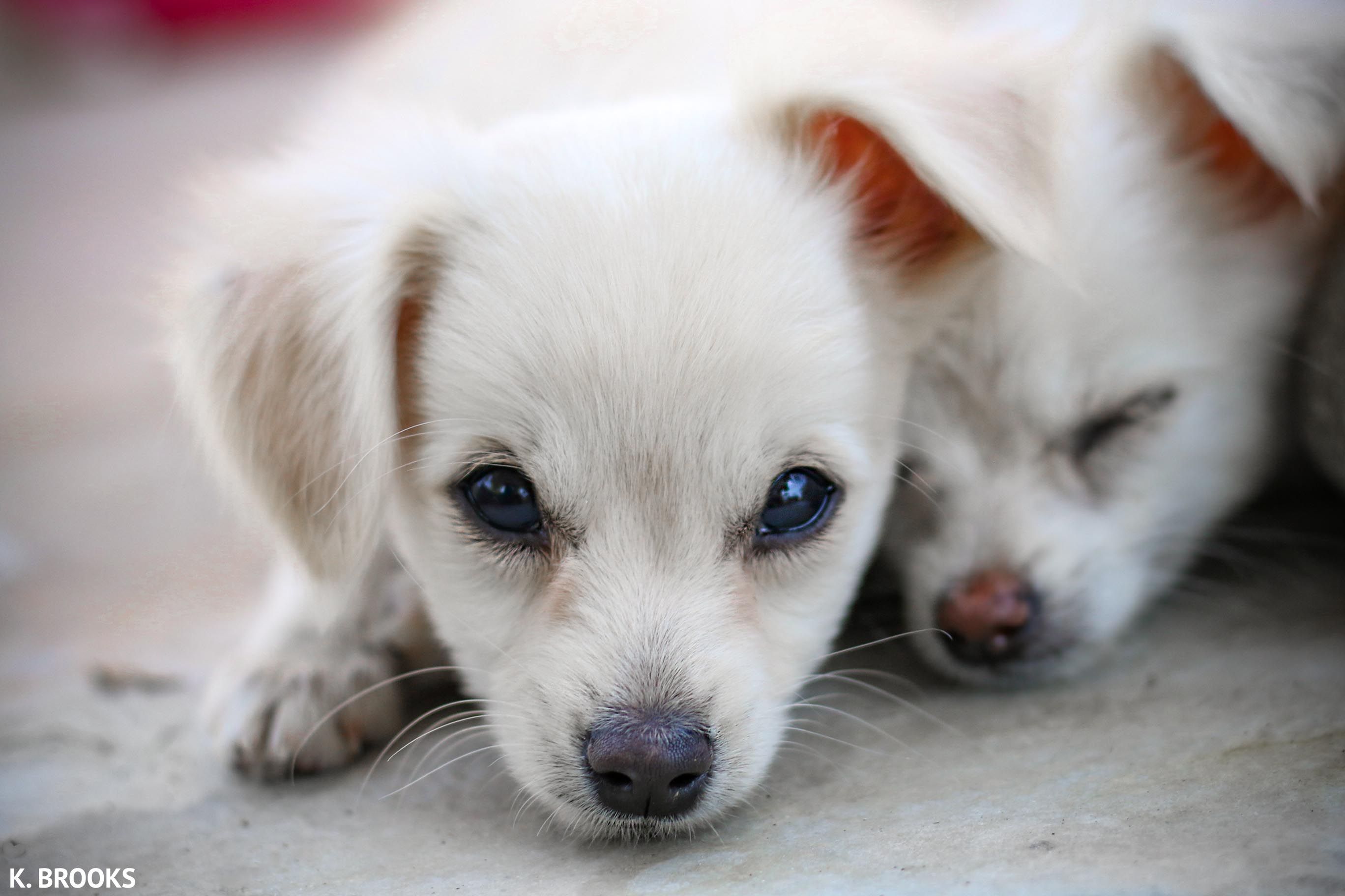 humane society near me puppies
