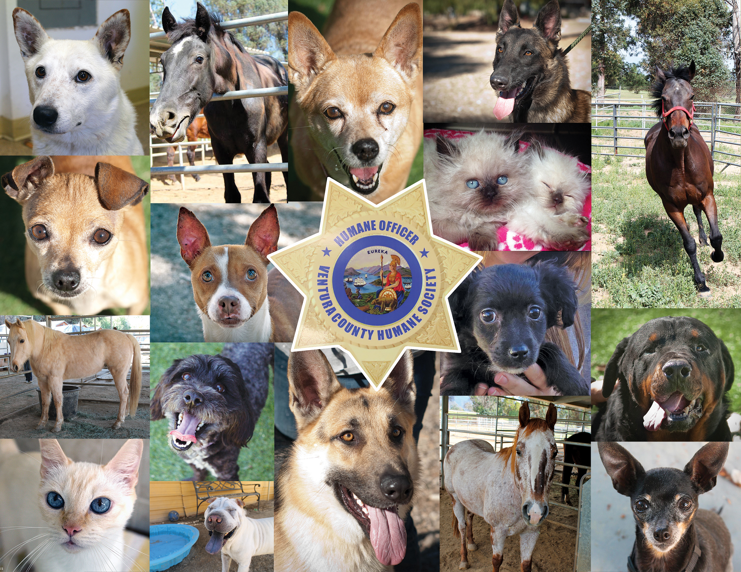 [Letter3 5] Deaventura Humane Society - qvebe97