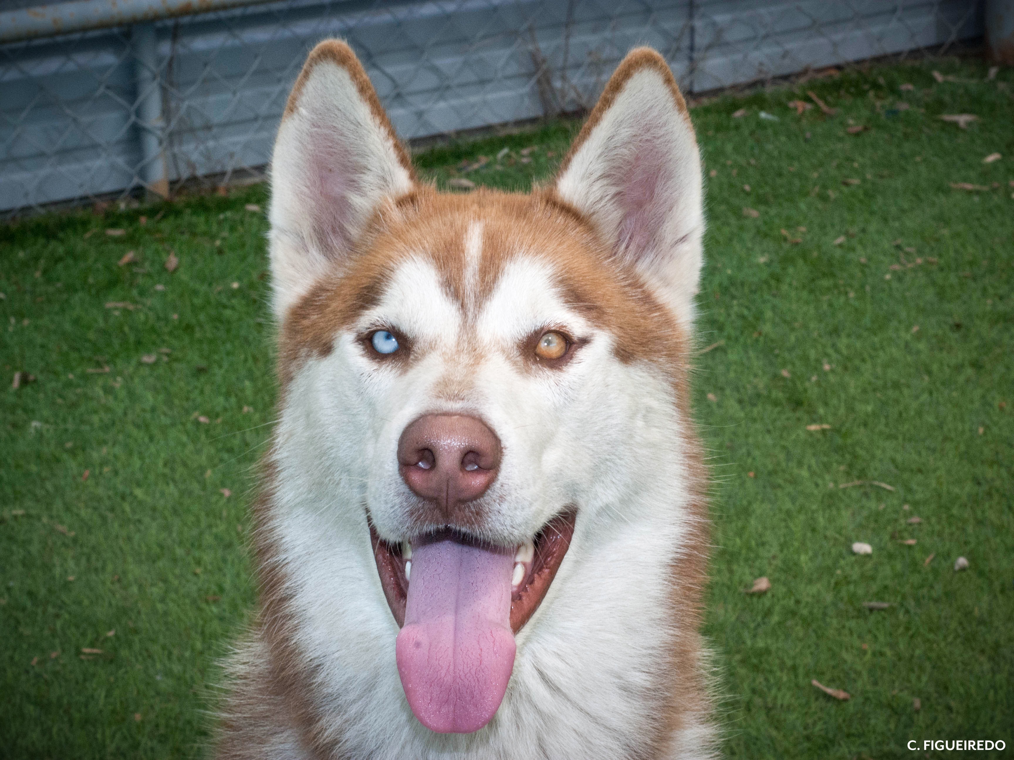 husky humane society