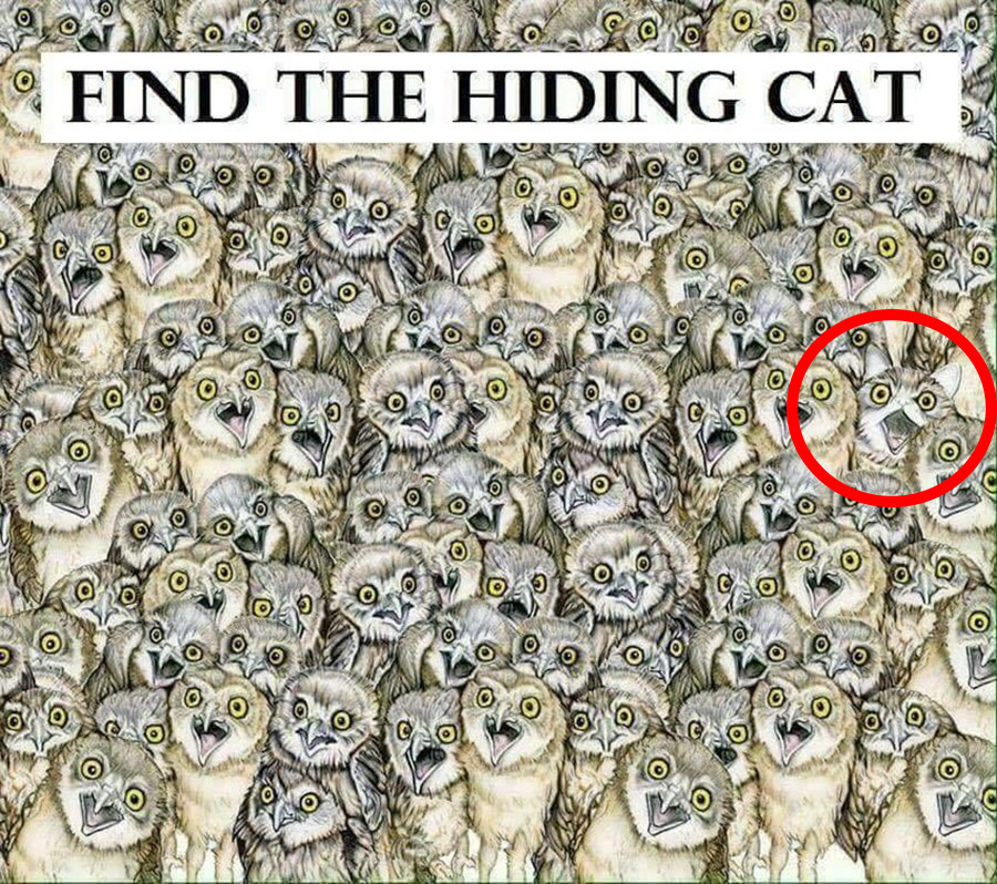 Cat Humor #5