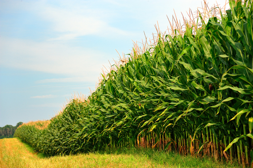 organic-corn-field.jpg