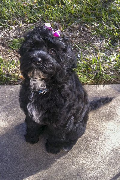 Judge Millard's dog, Lucy Judge Millard's dog, Lucy