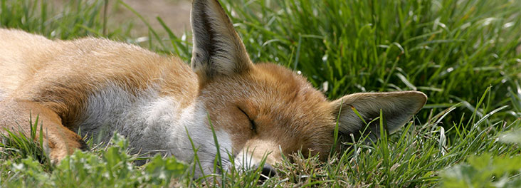 FoxHunting.jpg