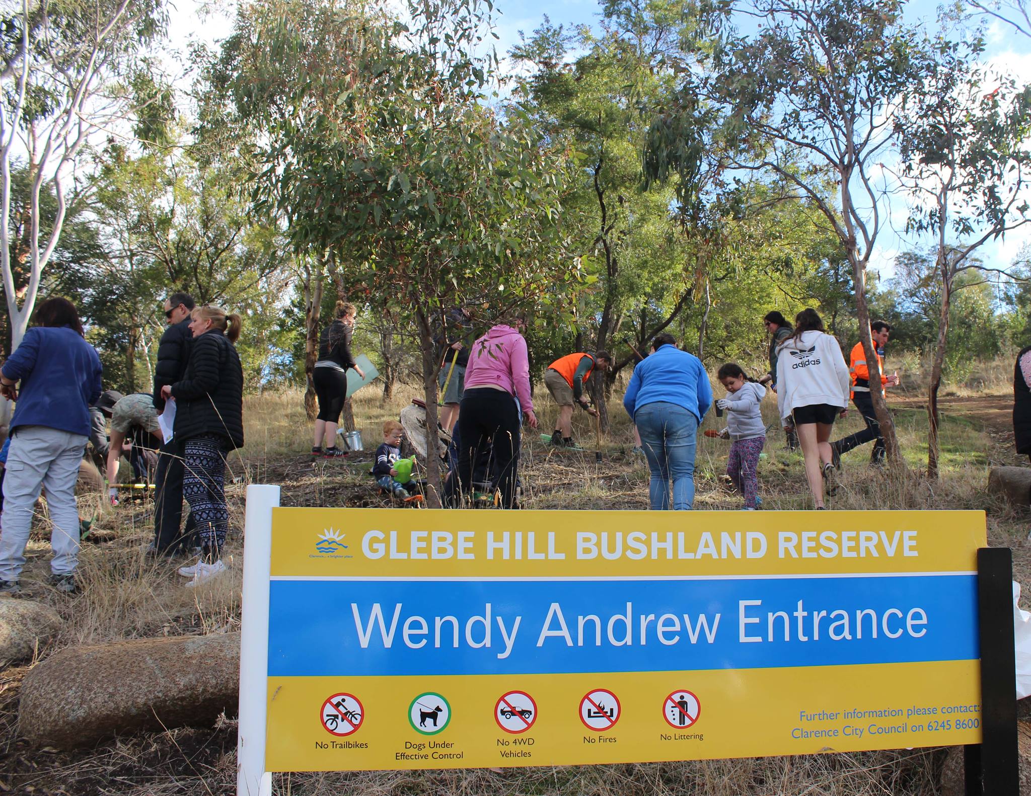 Glebe_Hill_National_Tree.jpg