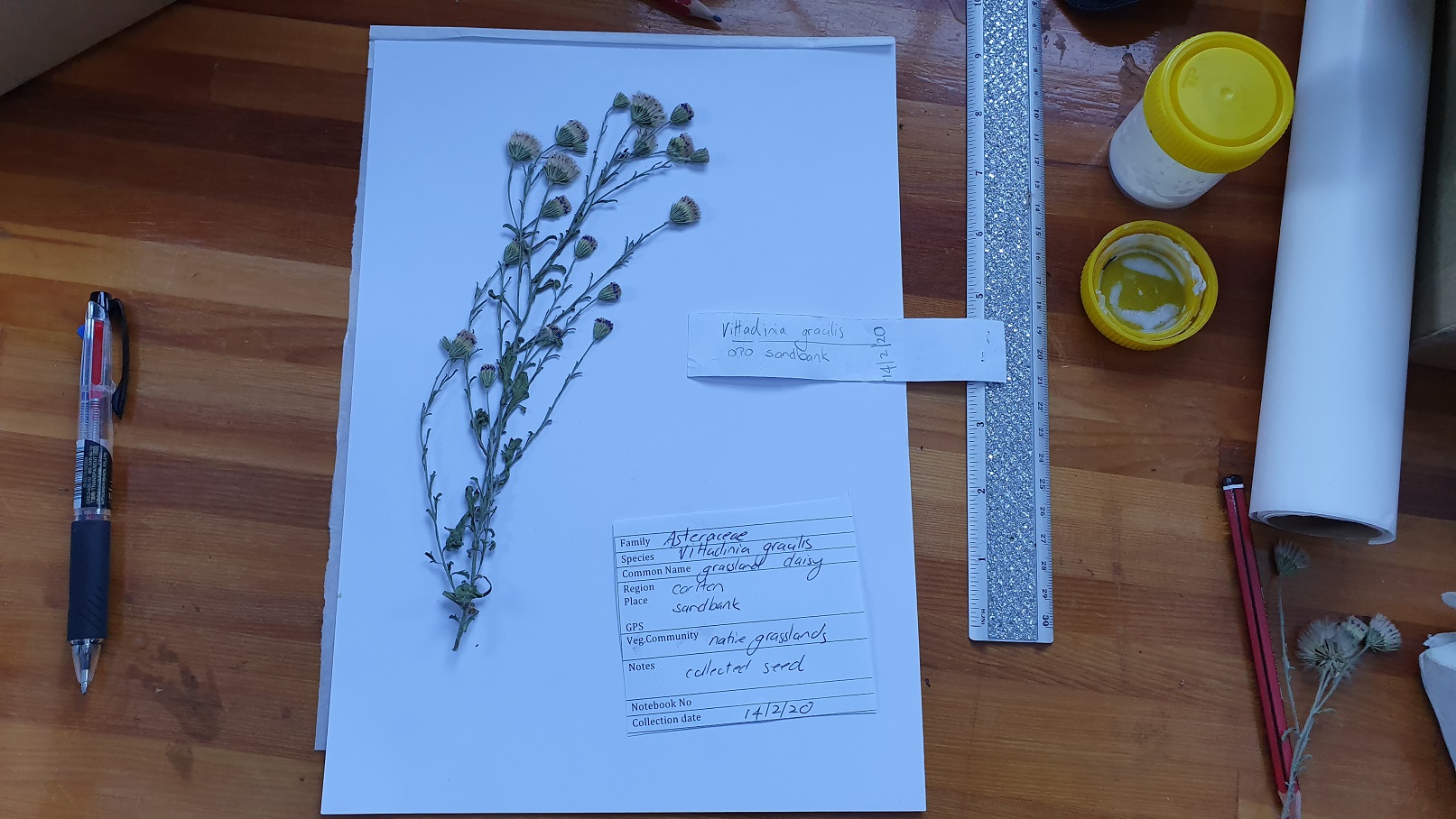 Island Seeds how to make a herbarium Landcare Tasmania