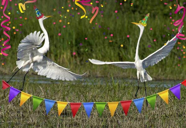 BirdParty.jpg