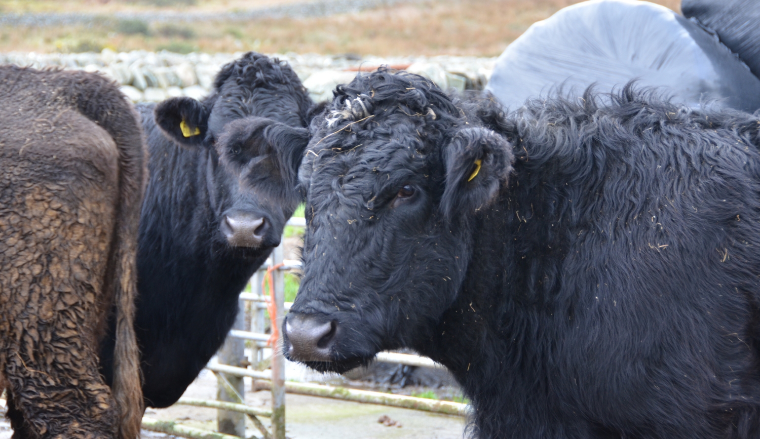 Welsh Lib Dems warn of collapse in beef prices