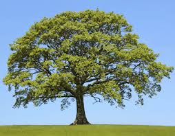 oak.jpg