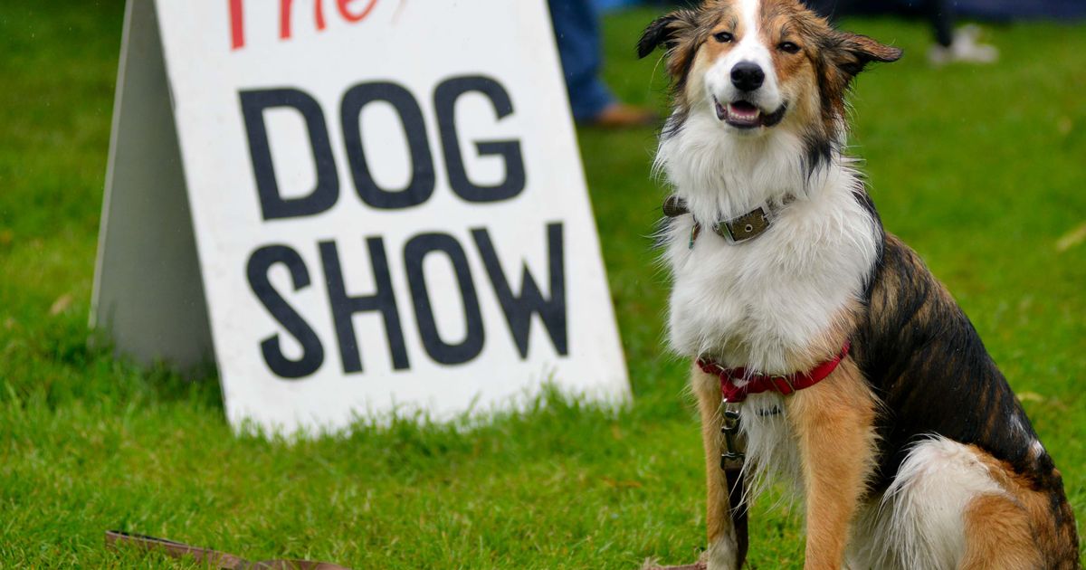 Didsbury Dog Show at Didsbury Festival