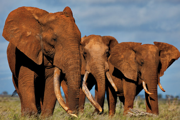 Lib Dem MEP praises EU raw ivory export ban